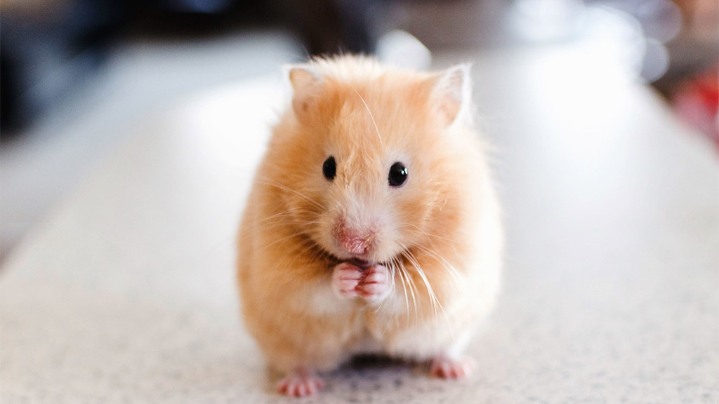 chuột hamster cute tphcm