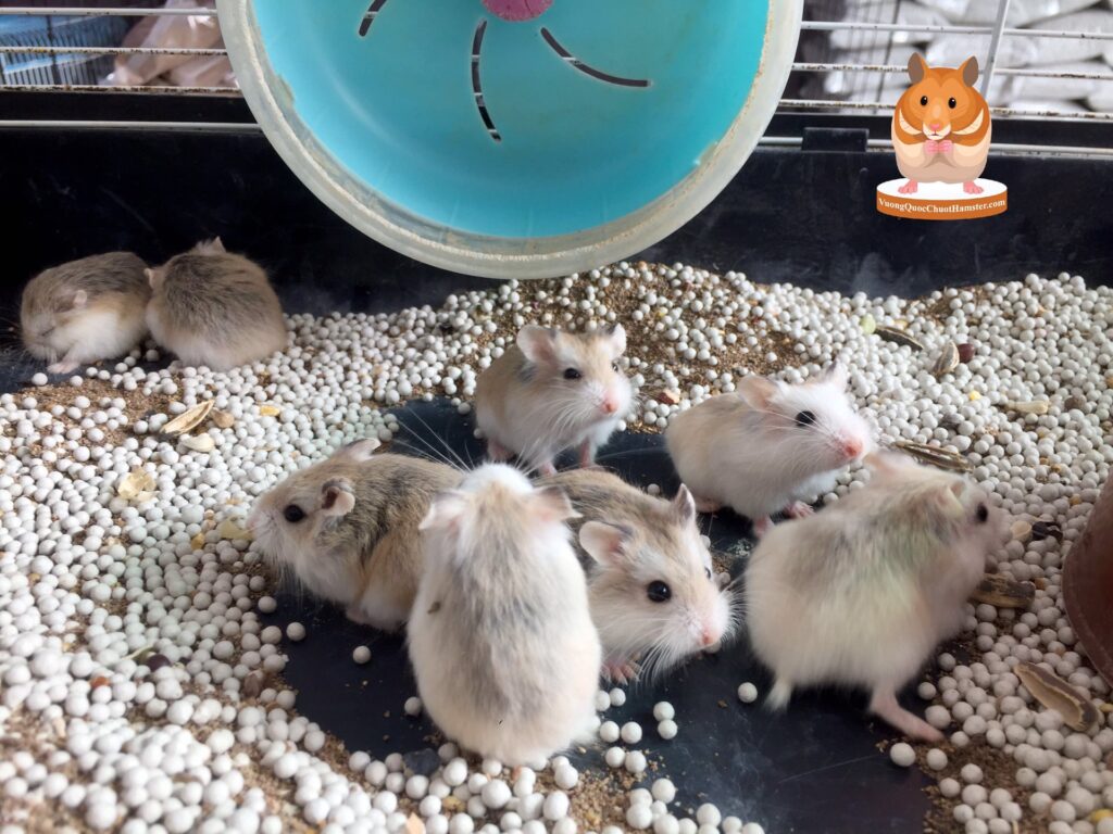 shop chuột hamster bình thạnh tphcm